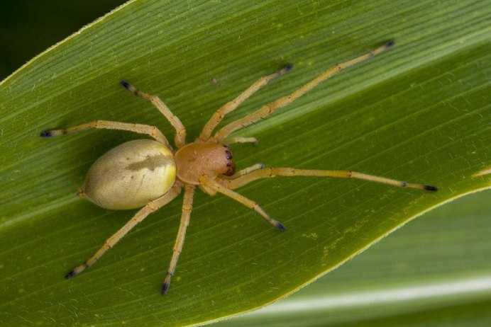 Cheiracanthium punctorium желтосумный колющий паук