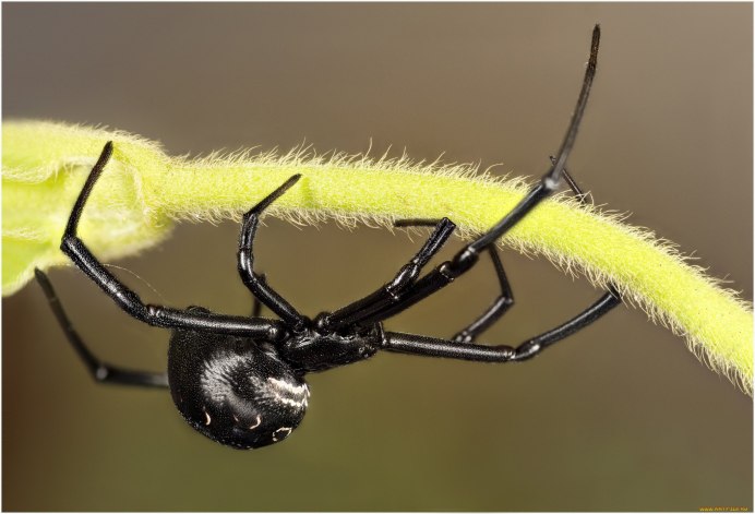 Cheiracanthium punctorium