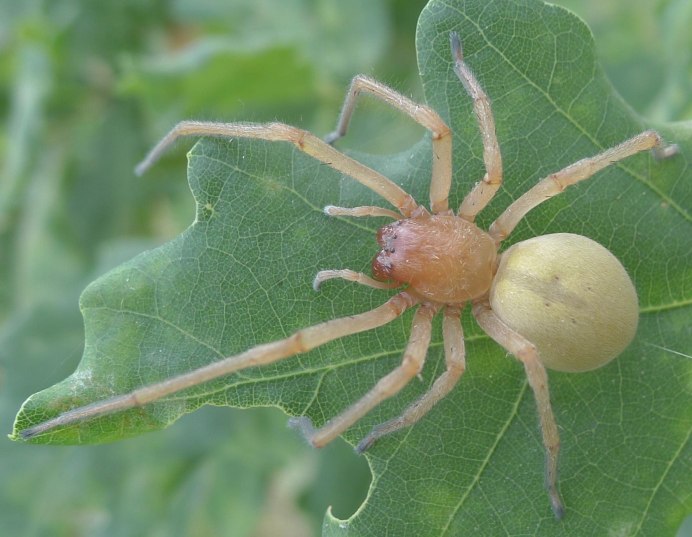 Cheiracanthium virescens паук