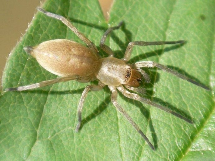 Cheiracanthium inclusum паук