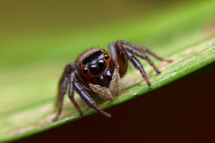 Cheiracanthium inclusum