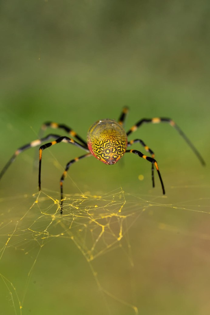 Cheiracanthium punctorium желтосумный колющий паук