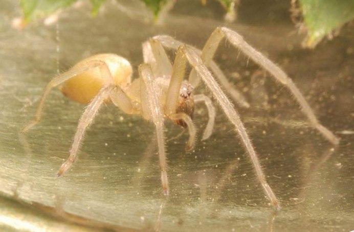Паук Cheiracanthium punctorium