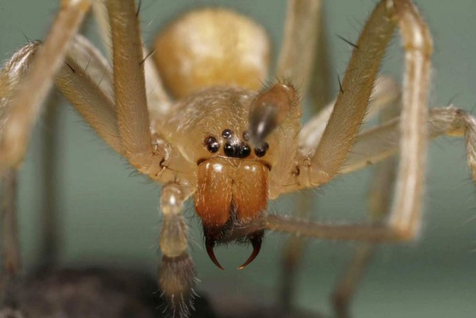 Cheiracanthium inclusum паук