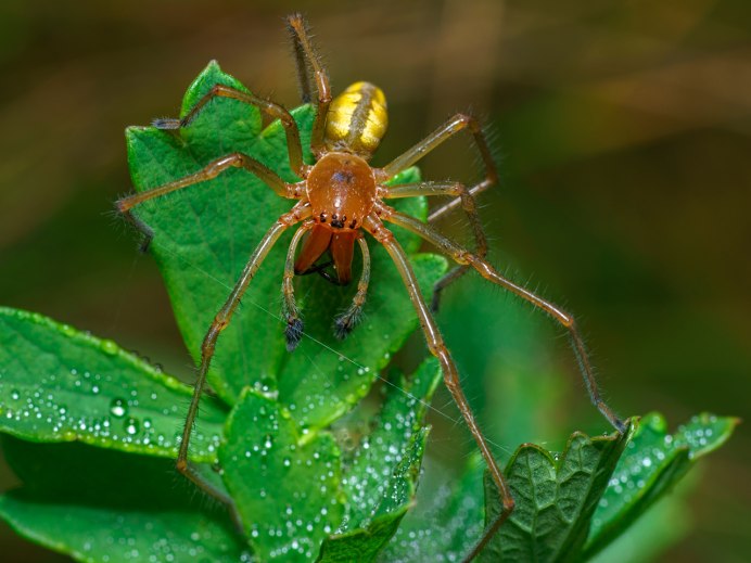Scorpion