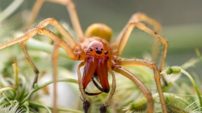 Паук Cheiracanthium punctorium ядовитый