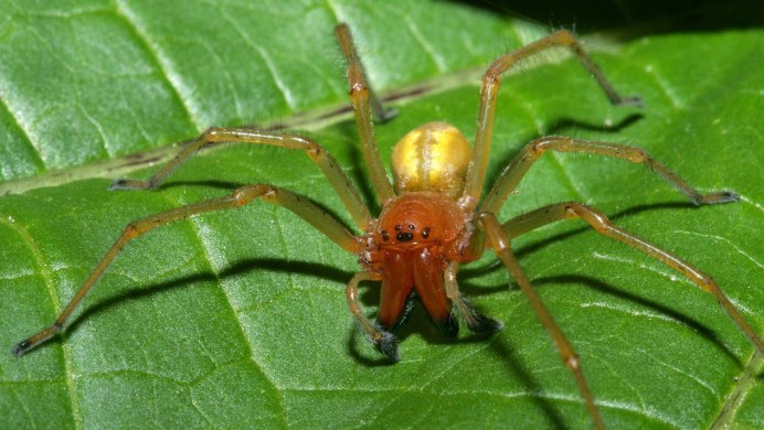 Паук Cheiracanthium punctorium