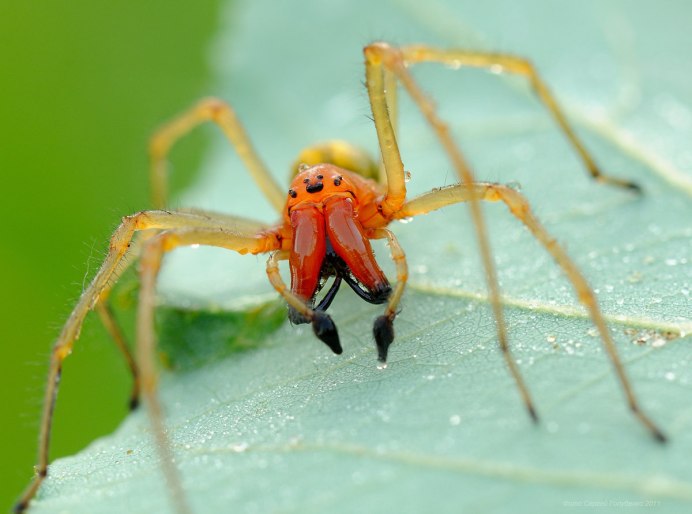 Желтосумый паук Cheiracanthium punctorium
