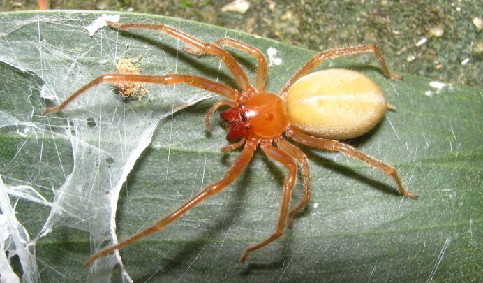 Cheiracanthium punctorium желтосумный колющий паук