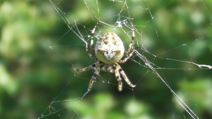 Cheiracanthium inclusum