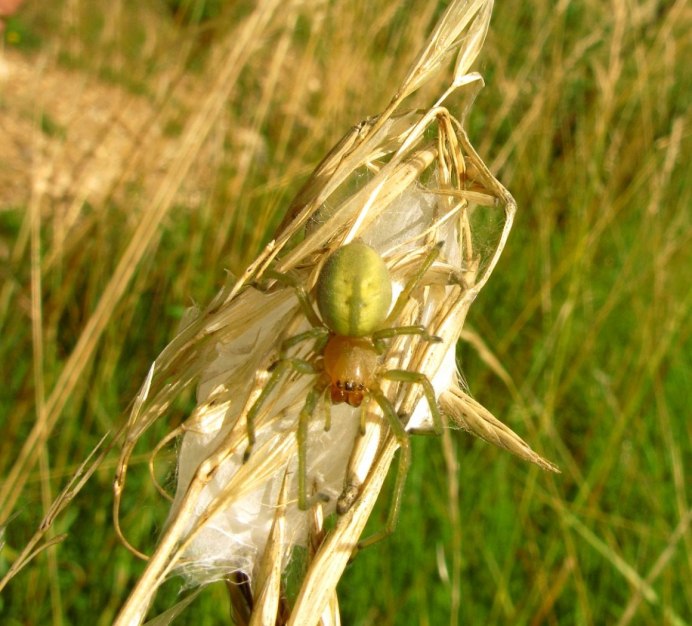 Желтосумый паук Cheiracanthium punctorium