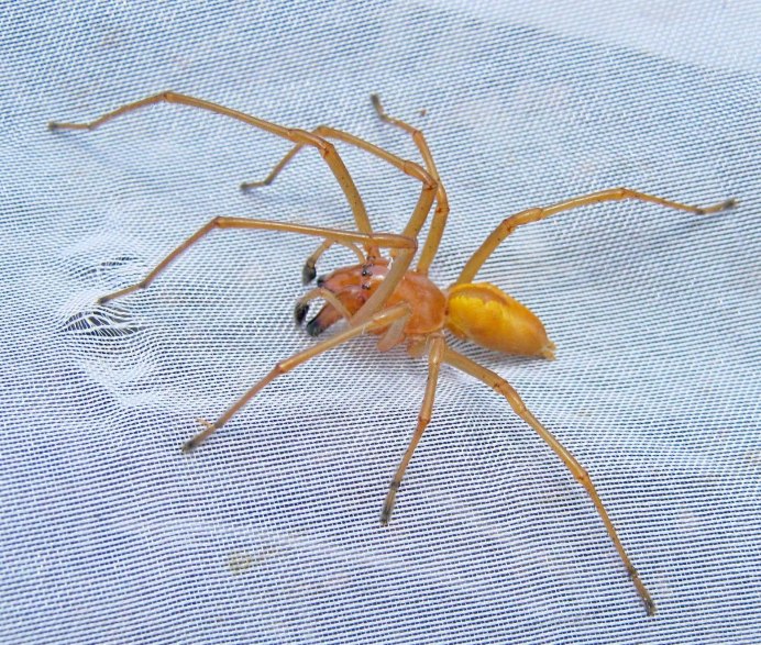 Сумчатый паук Cheiracanthium punctorium