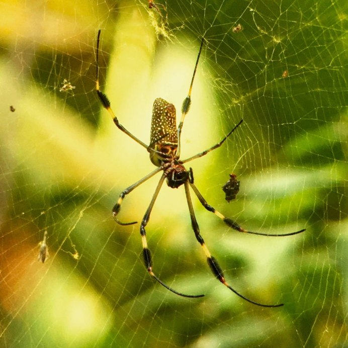 Cheiracanthium punctorium