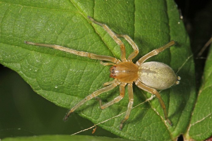 Паук Cheiracanthium punctorium