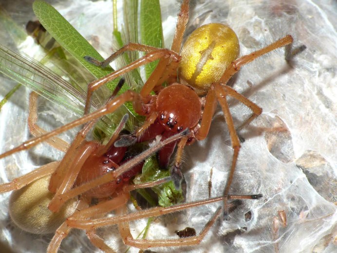 Cheiracanthium punctorium желтосумный колющий паук