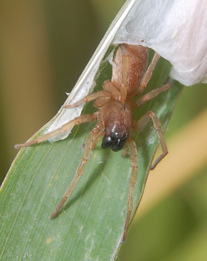 Cheiracanthium inclusum паук