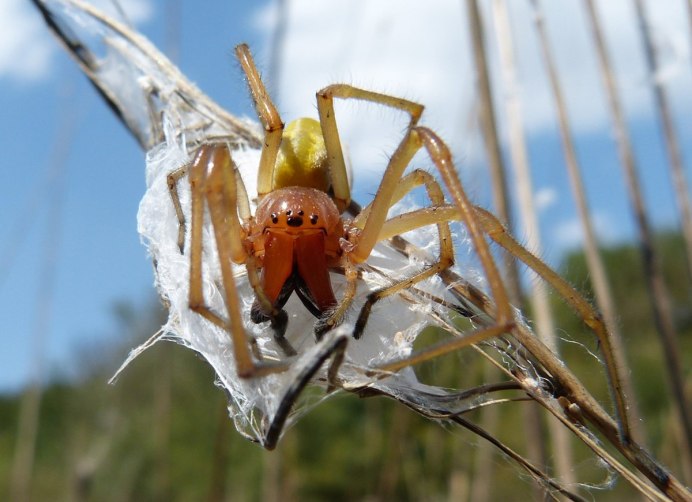 Cheiracanthium punctorium желтосумный колющий паук