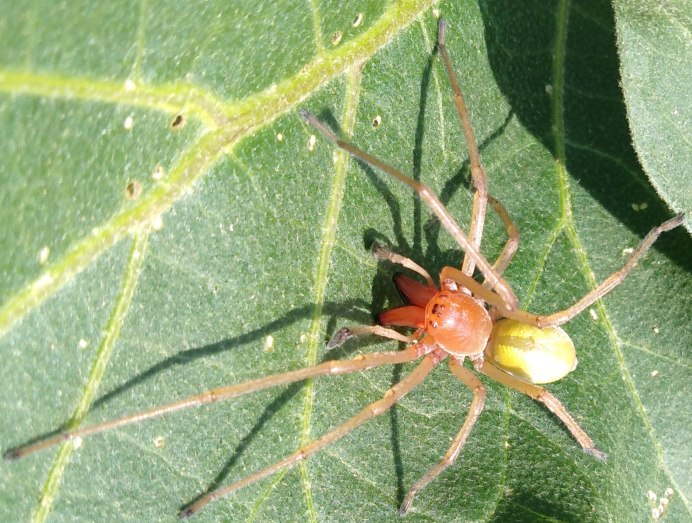 Cheiracanthium punctorium желтосумный колющий паук
