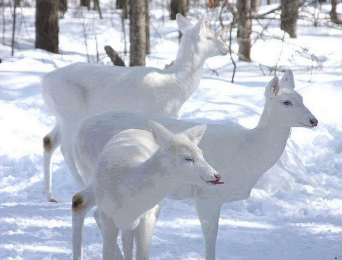 Косуля альбинос