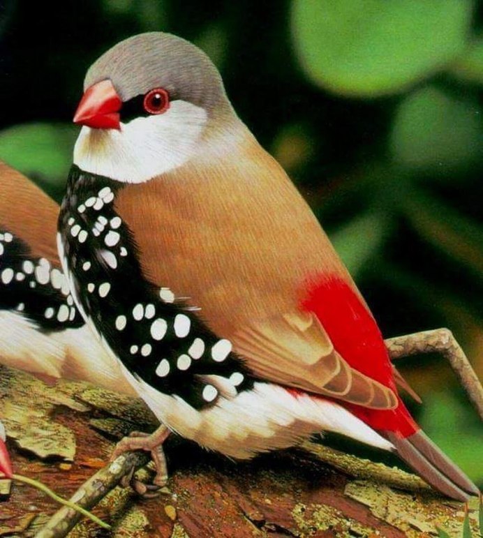 Птицы Бриллиантовая амадина