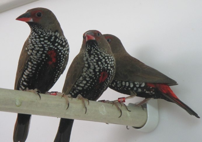 Зебровая амадина(Taeniopygia guttata)