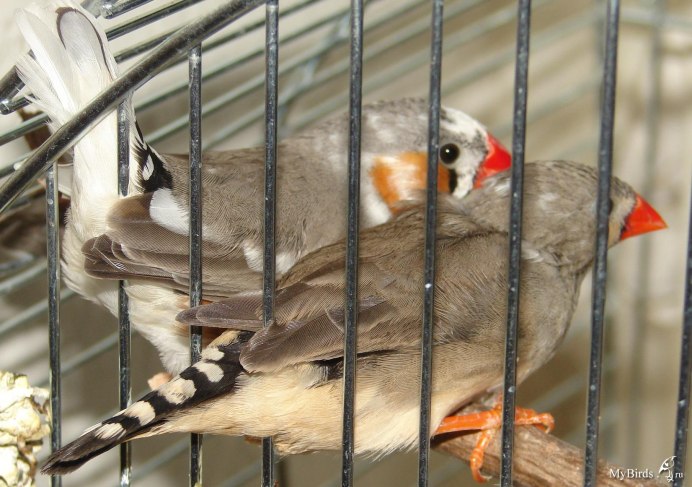 Амадины стая