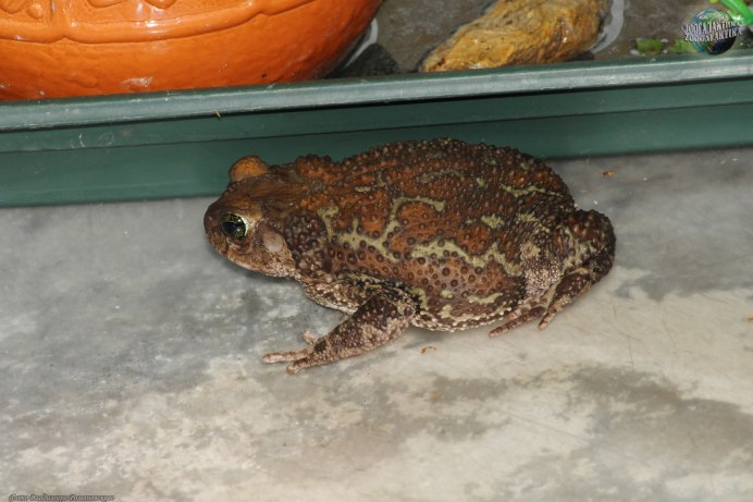 Крошечная лягушка Eleutherodactylus Coqui