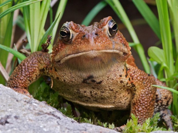 Beelzebufo жаба
