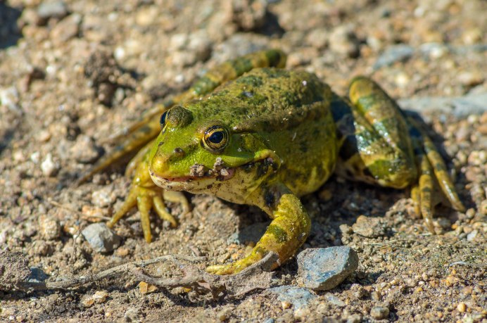 Eleutherodactylus martinicensis
