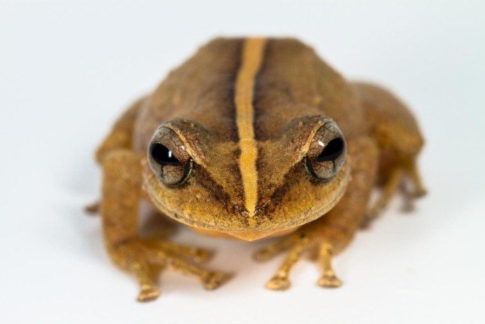 Peltophryne peltocephala