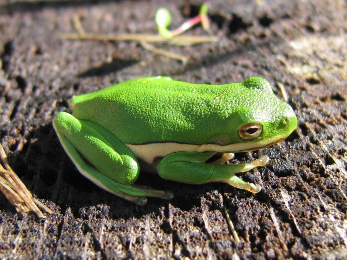 Африканская жаба Bullfrog