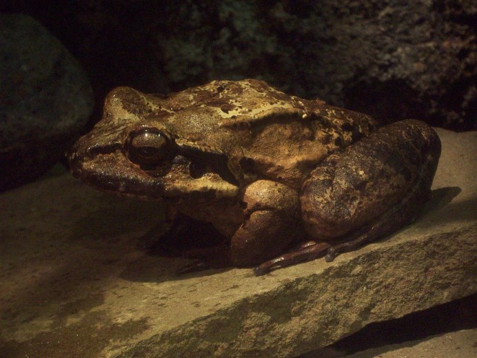 Bufo verrucosissimus