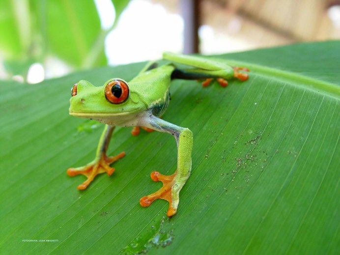 Leptodactylus fallax