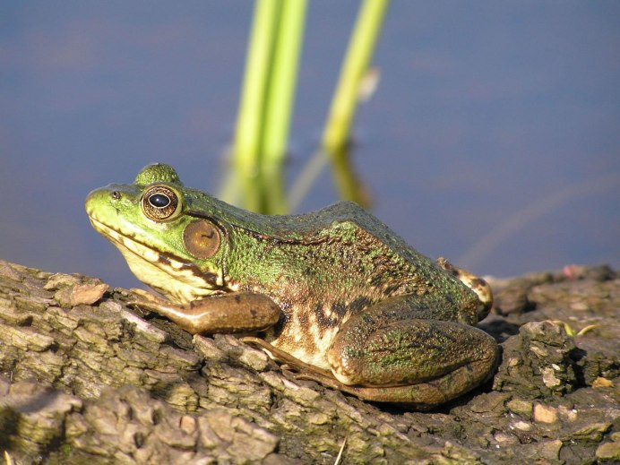 Eleutherodactylus Jasperi