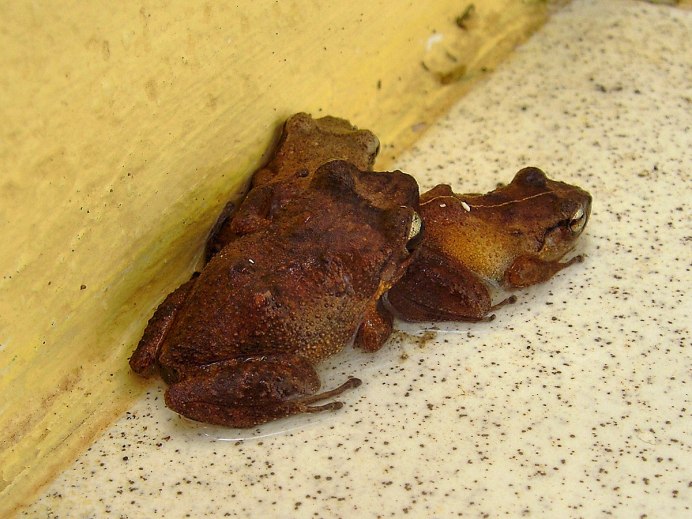 Африканская жаба Bullfrog