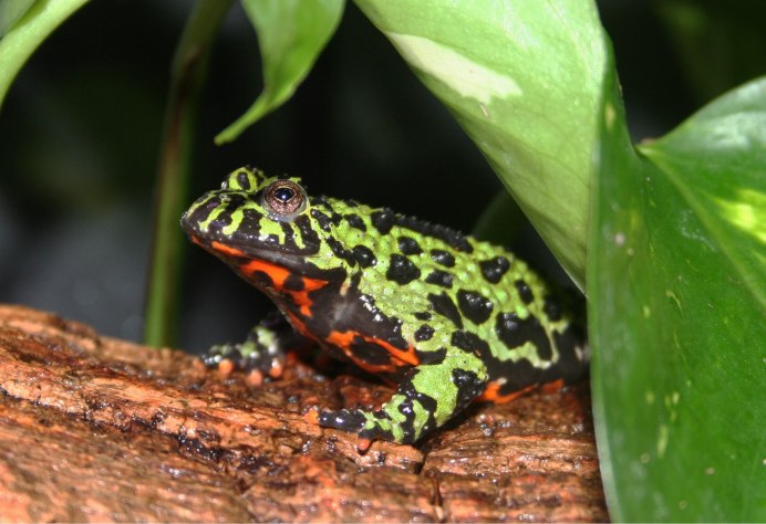 My favorite 10 Frogs