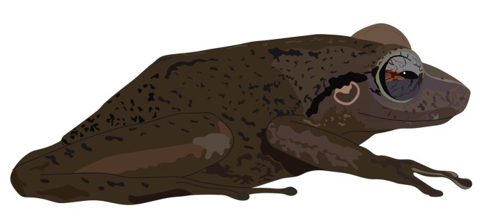 Лягушка бык водонос