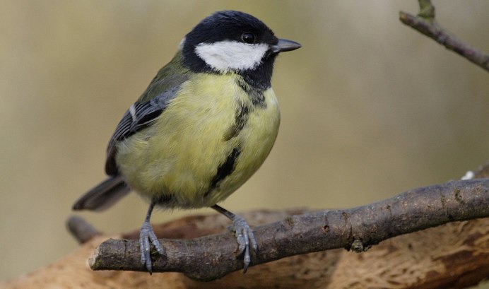 Лазоревка самка