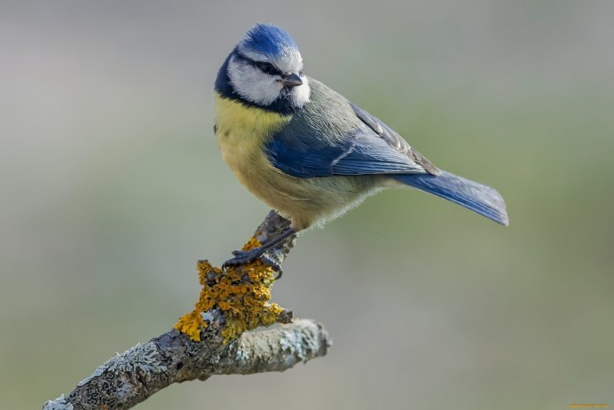 Синица голубая лазоревка