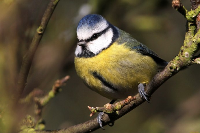 Молодая лазоревка