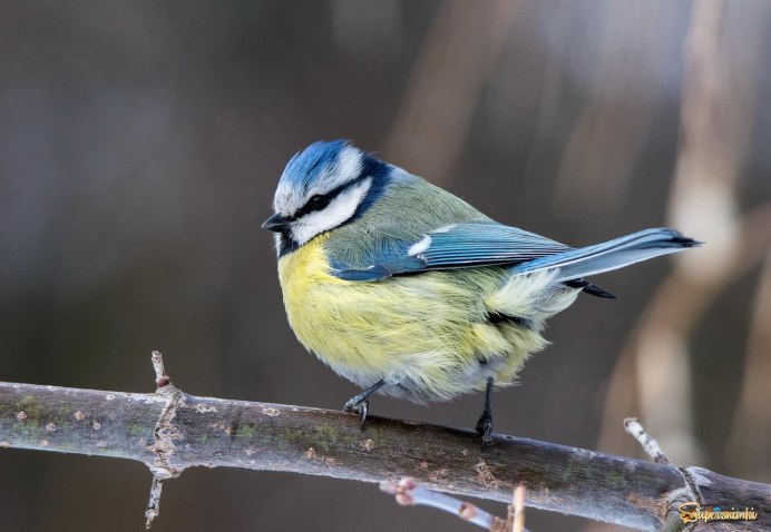 Лазоревка птица самка