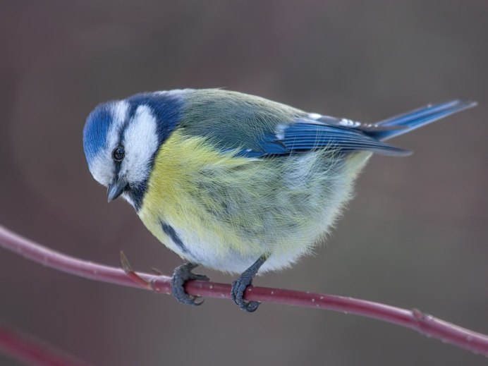 Лазоревка самка