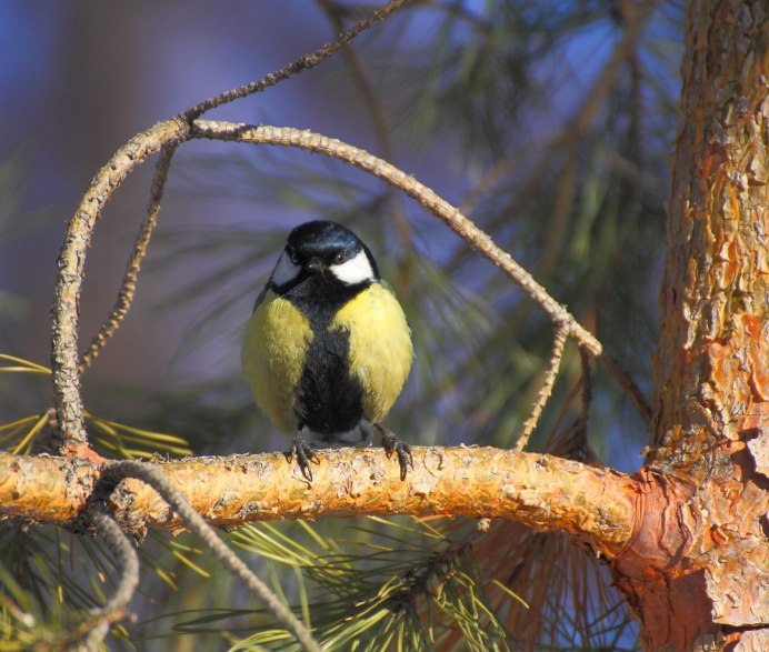 Синица лазоревка