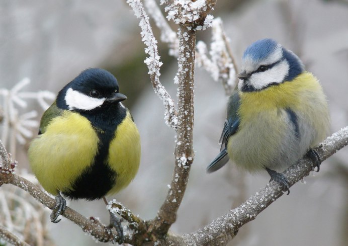 Синица на Сахалине