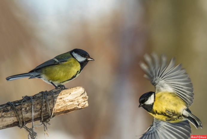 Московская синица