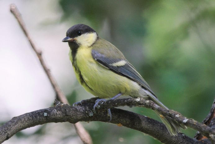 Синица самка