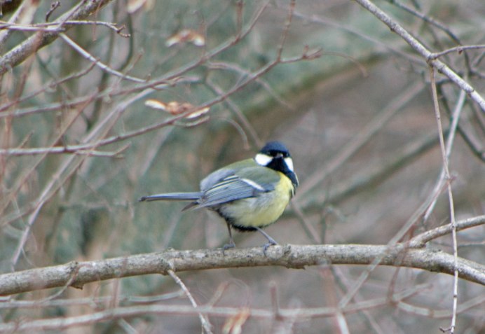 Рычаг птицы синицы
