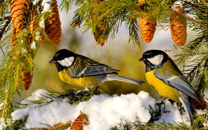 Лазоревка белая самец