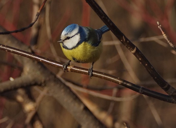 Синица запела в Вологде 2022