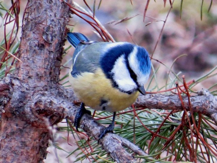 Желтогрудая лазоревка
